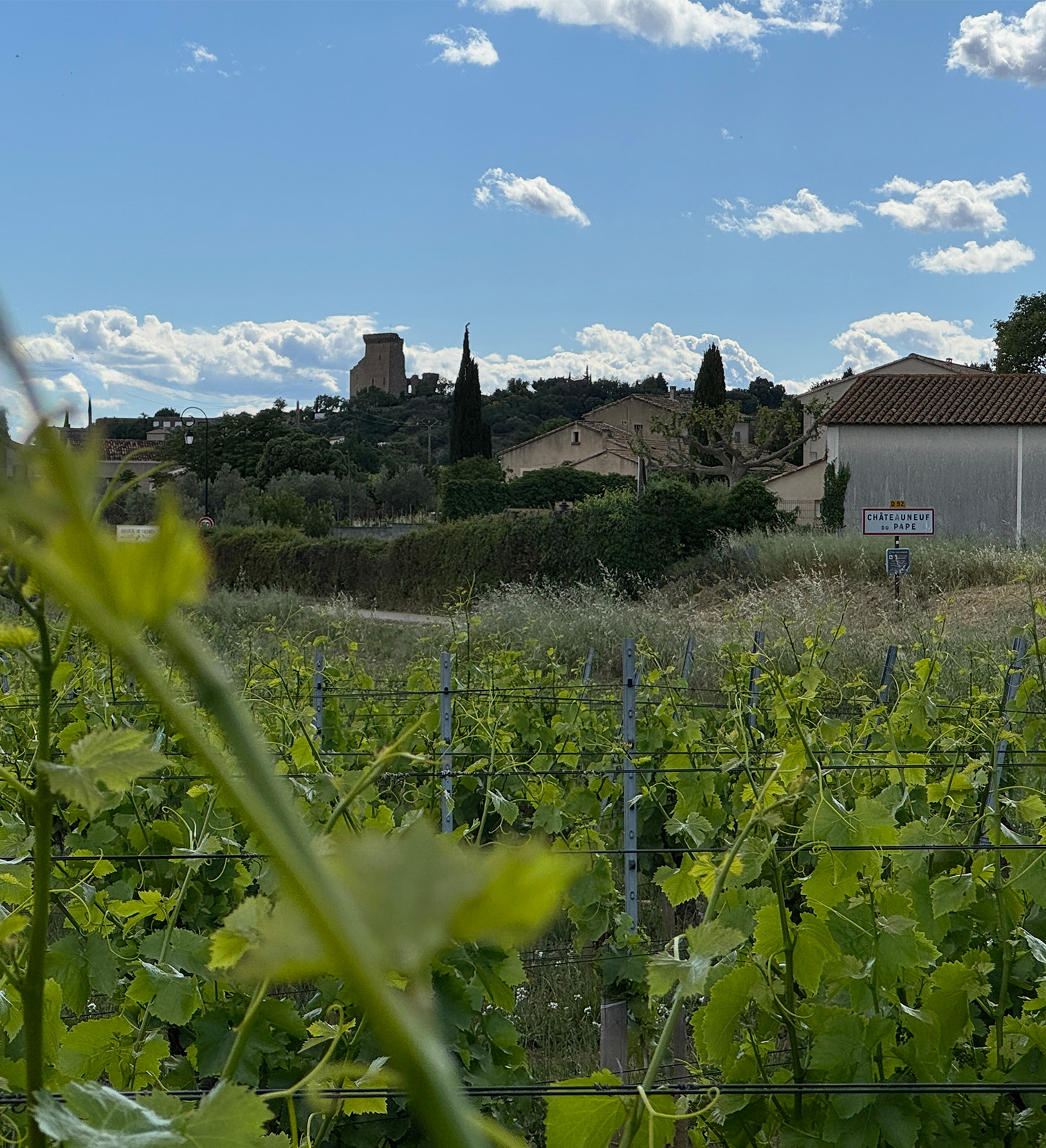 Vines at the entrance of Châteauneuf-du-Pape with the village and castle tower in the background