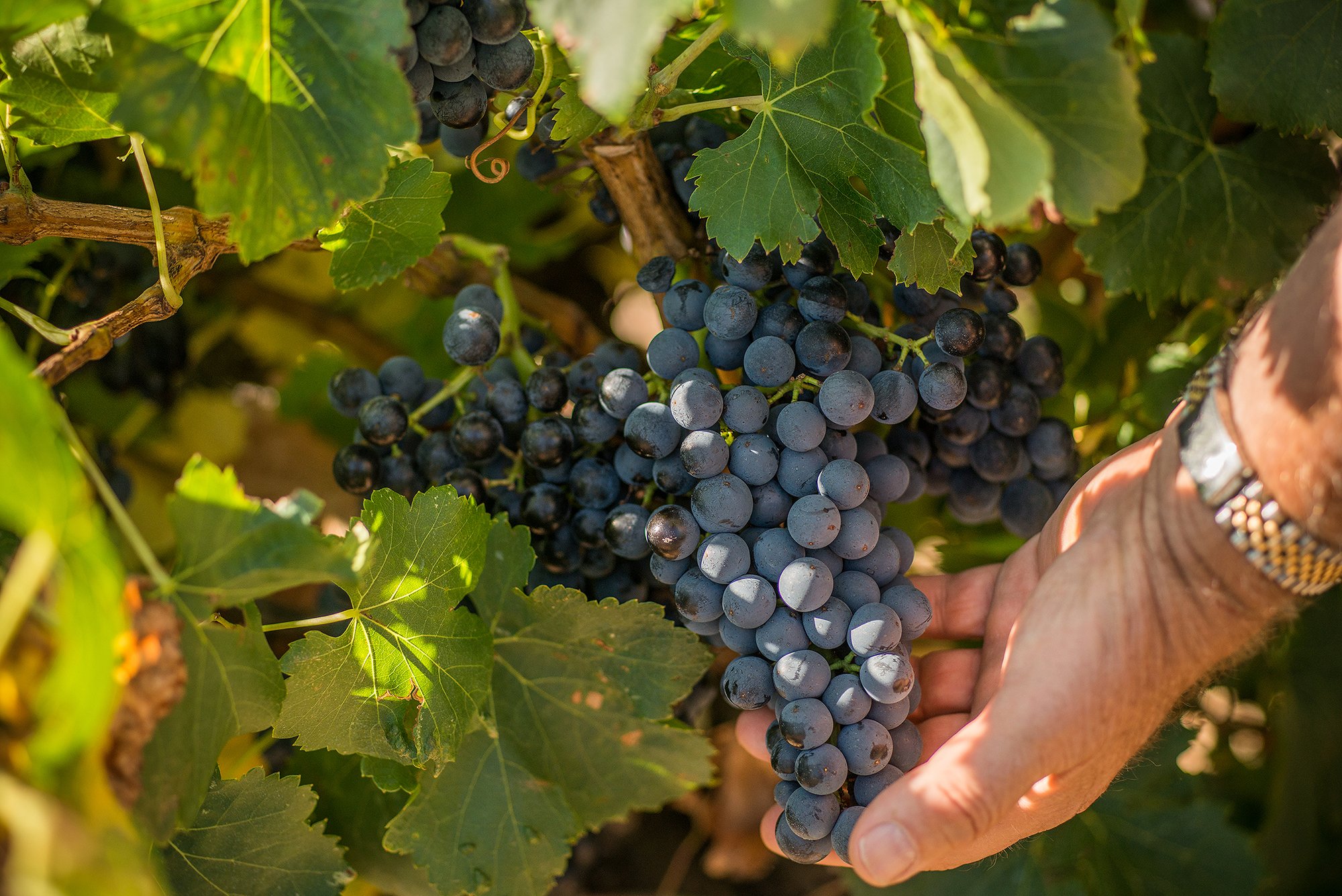 A cluster of ripe Grenache noir grapes on the vine