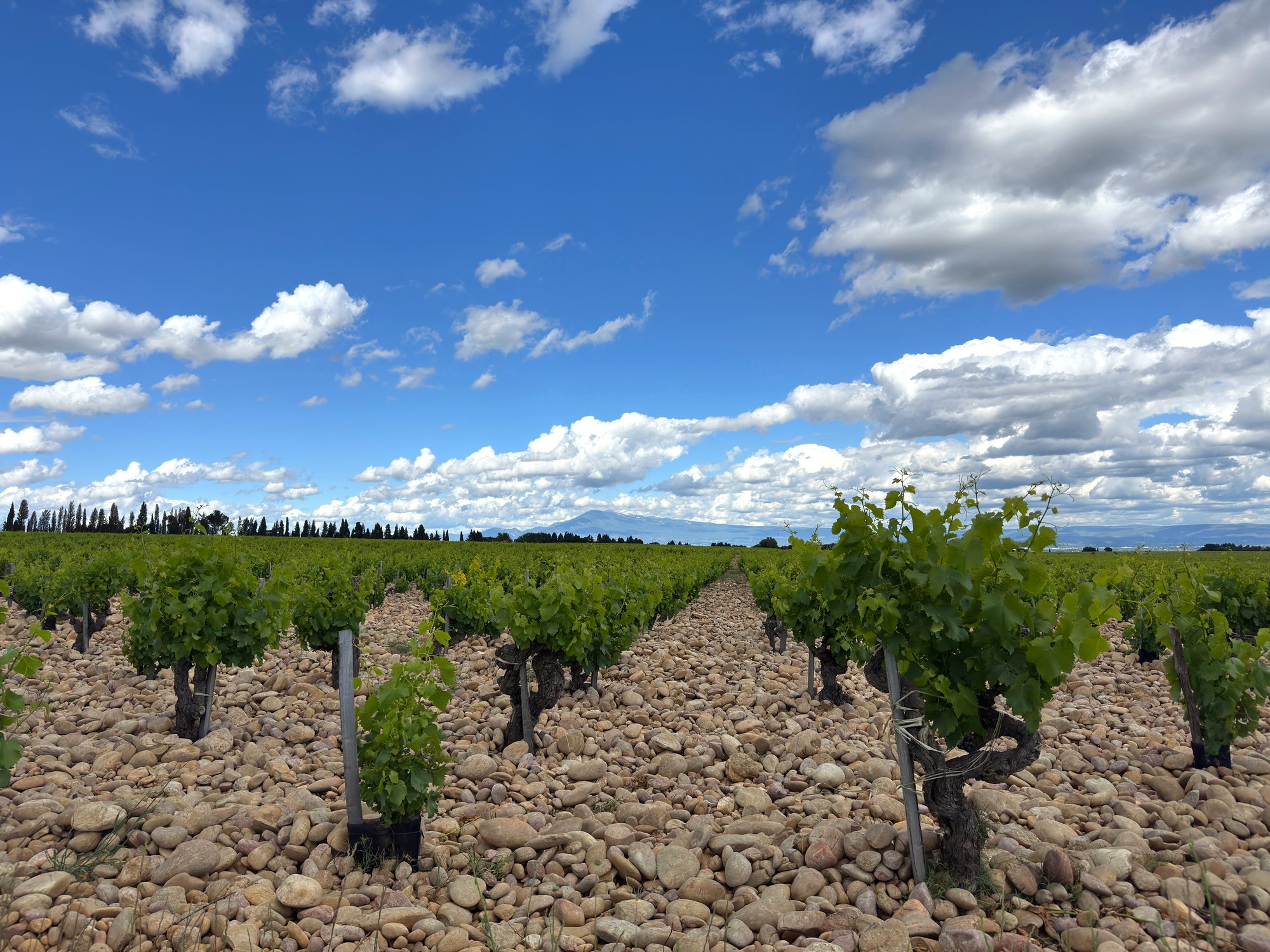 The La Crau vineyard and its rolled pebbles under a Provence sky